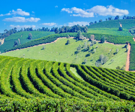 Lush Arabica coffee plantation on rolling hills in Minas Gerais, Brazil, under a bright blue sky.