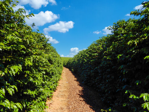 Lush green Arabica coffee plantation in Minas Gerais, Brazil. A dirt path runs between rows of vibrant coffee plants under a bright blue cloudy sky.