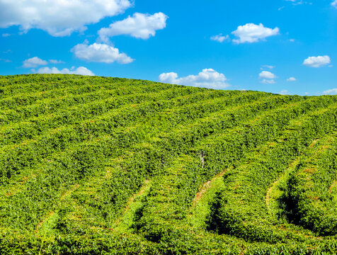 Lush green rows of an Arabica coffee plantation on a rolling hillside under a bright blue sky with fluffy clouds in Brazil.