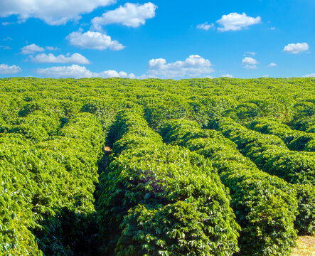 Vast coffee plantation with rolling rows of bright green bushes under a sunny blue sky with scattered white clouds.