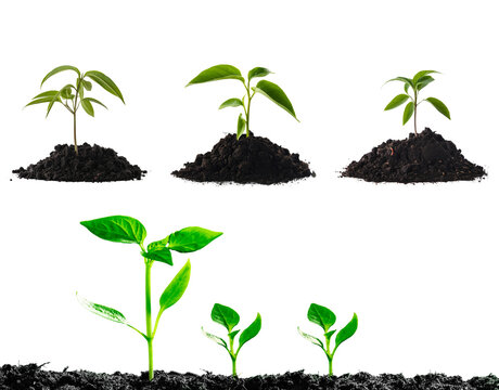 Vibrant green plant seedlings in various growth stages rooted in rich soil on transparent background.