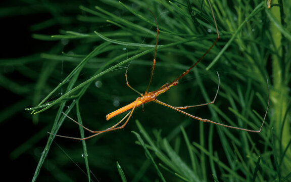 Long jawed orb weaver spider resting on green foliage