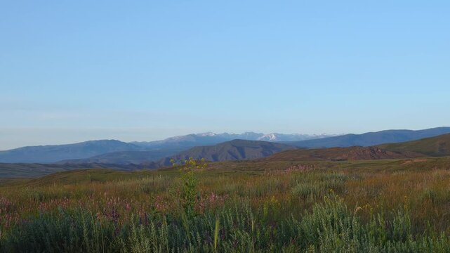 Rolling Grassland and Sainfoin (Onobrychis viciifolia) Beneath a Mountain Ridge in June

