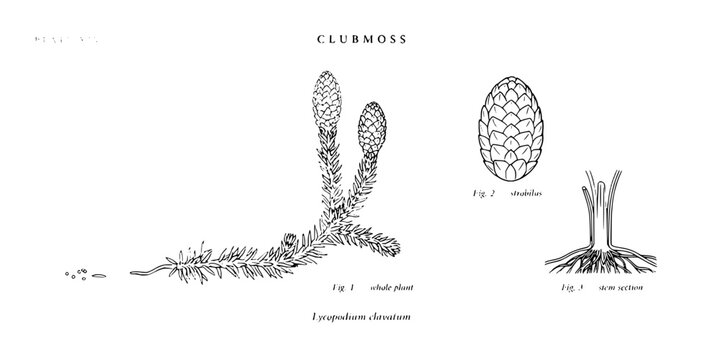 Vintage scientific botanical illustration of clubmoss plant parts with detailed diagrams on transparent background