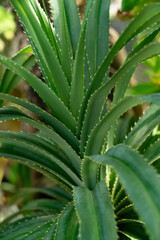 Fototapeta premium Aloe Vera Plant Close Up with Fresh Green Succulent Leaves.