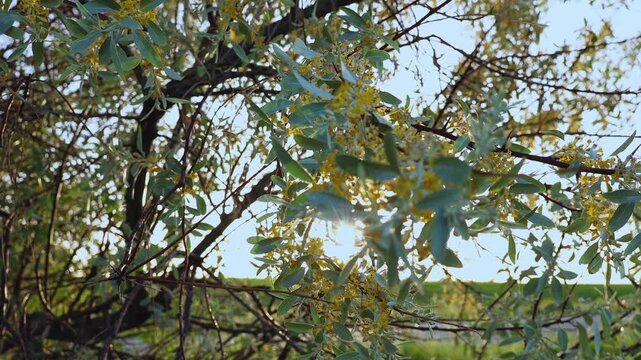 Russian Olive (Elaeagnus angustifolia) Branches Swaying in Backlit Evening Sun
