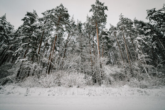 Picturesque snowy pine forest in winter. Natural winter landscape with snow-covered trees and bushes.