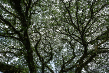 Fototapeta premium Interwoven Rain Tree Canopy at Taiping Lake Gardens Malaysia