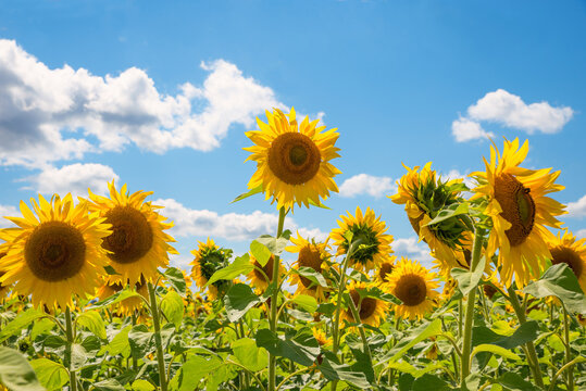 field with bright yellow sunflower blossoms with ripe seeds, against a blue sky and open space