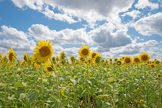 field with blooming sunlfowers in bright sunshine, blue sky with clouds