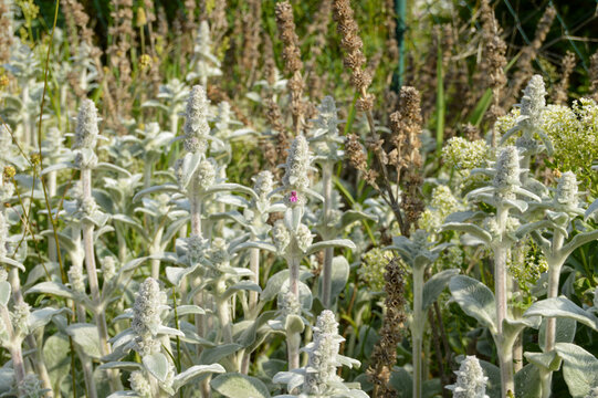 Close up of Stachys byzantina plants, known as lamb&acute;s ear 
