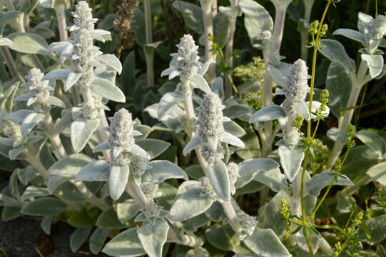 Close up of Stachys byzantina plants, known as lamb&acute;s ear 
