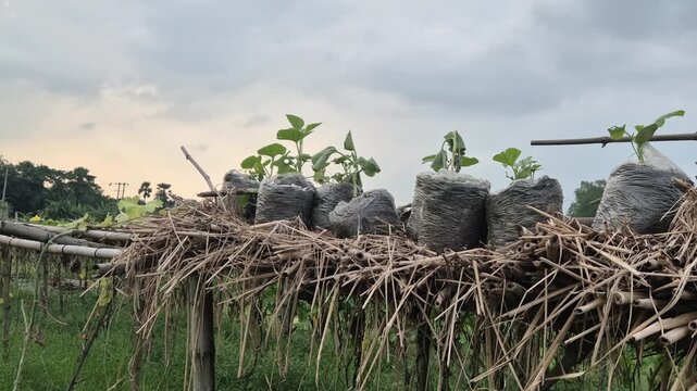 Row Of Plant Seedlings In Polybags On Raised Bamboo Platform Under Cloudy Sky