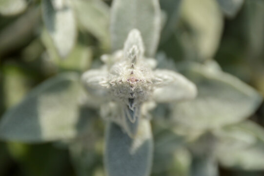 Close up of Stachys byzantina plants, known as lamb&acute;s ear 
