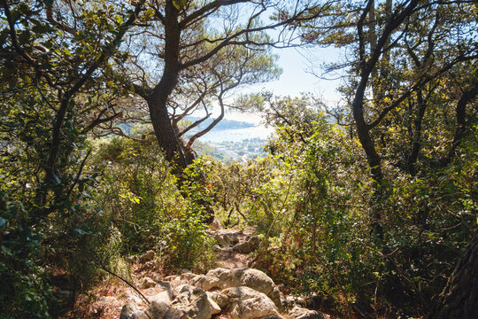 Beautiful coast of Rabac near Labin, Croatia. Forest path leads to Adriatic sea.