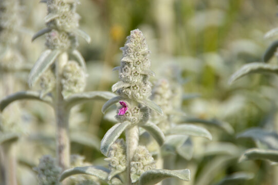 Close up of Stachys byzantina plants, known as lamb&acute;s ear 
