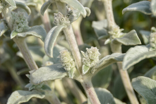 Close up of Stachys byzantina plants, known as lamb&acute;s ear 
