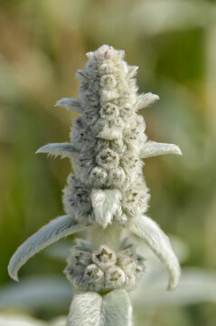 Close up of Stachys byzantina plants, known as lamb&acute;s ear 

