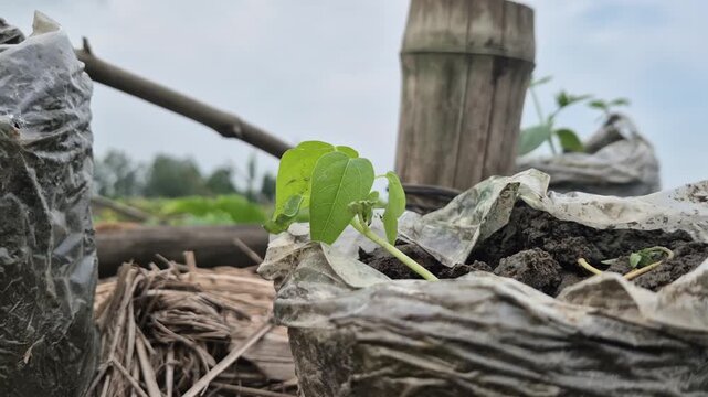 Newly Sprouted Green Seedling Growing In Polybag On Raised Platform Close Up