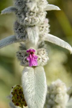 Close up of Stachys byzantina plants, known as lamb&acute;s ear 
