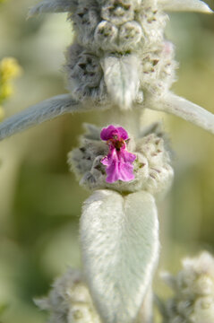 Close up of Stachys byzantina plants, known as lamb&acute;s ear 
