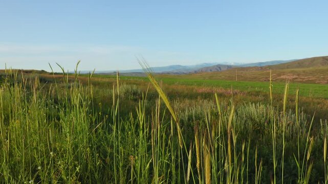 Awned Spikes of Bulbous Barley (Hordeum bulbosum) with a Mountain Landscape Beyond
