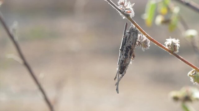 Macro 4K video of a bagworm moth larva (Psychidae) casing hanging on a dry stem in nature.
