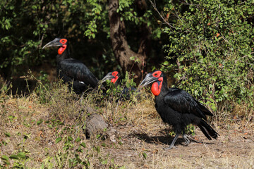 Kaffernhornrabe / Southern ground hornbill / Bucorvus leadbeateri © Ludwig