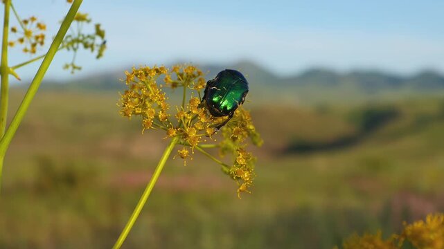 Green Rose Chafer (Cetonia aurata) Feeding on Akitschkan Ferula (Ferula akitschkensis) Flowers