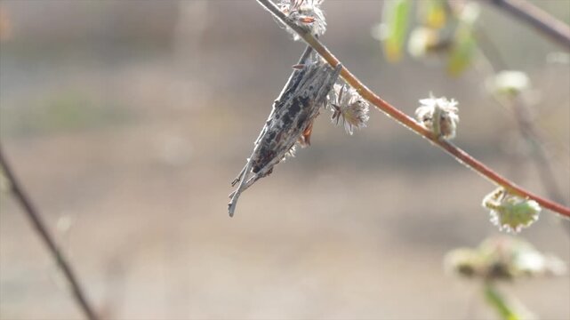 Macro 4K video of a bagworm moth larva (Psychidae) casing hanging on a dry stem in nature.
