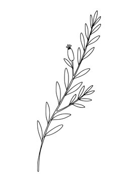 Minimalist black line drawing of a delicate plant sprig with small leaves and a bud on transparent background