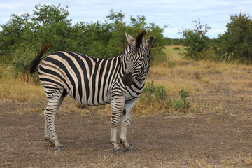Steppenzebra / Burchell's zebra / Equus quagga burchellii © Ludwig