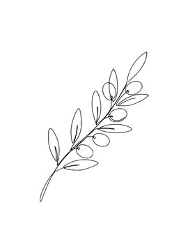 Minimalist single line drawing of an olive branch with olives and leaves on transparent background