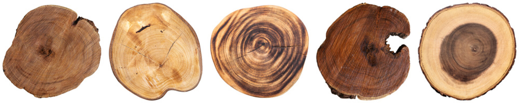 Authentic natural wood log slices, revealing distinct concentric growth rings and organic bark textures.