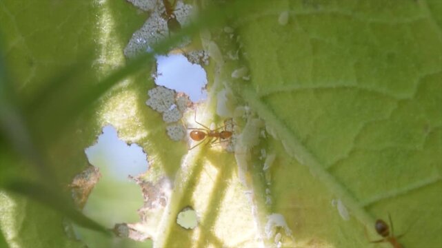 Macro 4K video of weaver ants (Oecophylla smaragdina) farming mealybugs under a green leaf.
