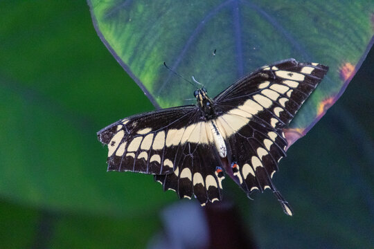 Asian swallow tail, papilio lowi