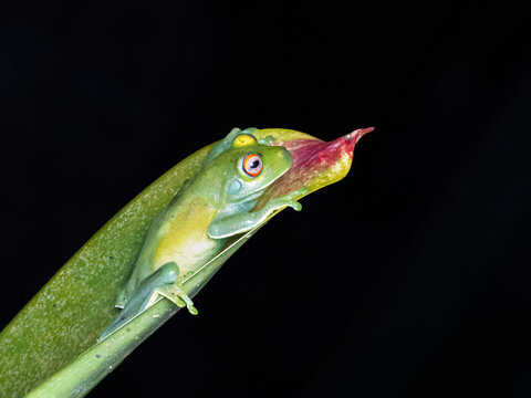 Rana arbor&iacute;cola sudamericana