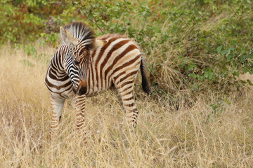 Steppenzebra / Burchell's zebra / Equus quagga burchellii © Ludwig