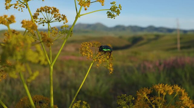 Green Rose Chafer (Cetonia aurata) Feeding on Akitschkan Ferula (Ferula akitschkensis) Flowers
