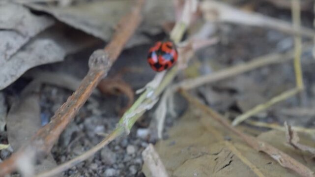 4K macro video of a red ladybug (Coccinellidae) walking on a dry twig in soft sunlight.