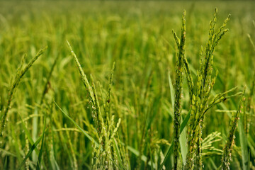 Fototapeta premium Image of rice field in India.