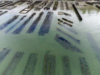 Aerial drone view of underwater oyster farms in Cancale, Brittany, exposed during low tide, raditional sustainable aquaculture and production of premium French oysters, France © barmalini
