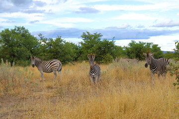Steppenzebra / Burchell's zebra / Equus quagga burchellii © Ludwig