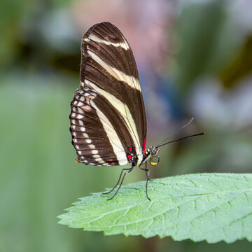 Zebra longwing butterfly
