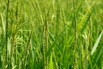 Fototapeta premium Image of rice field in India.