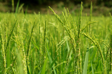 Fototapeta premium Image of rice field in India.