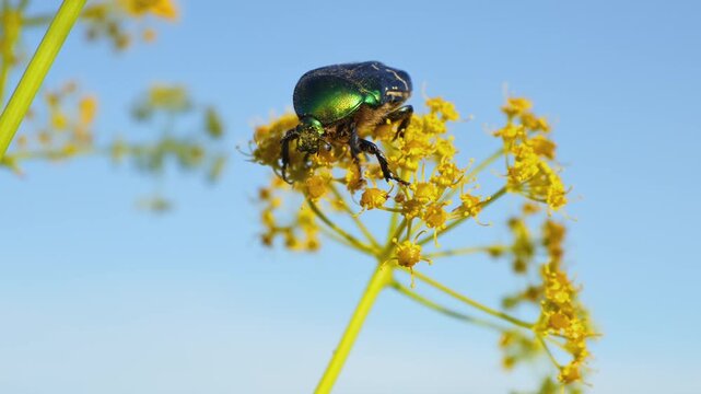 Green Rose Chafer (Cetonia aurata) Feeding on Akitschkan Ferula (Ferula akitschkensis) Flowers