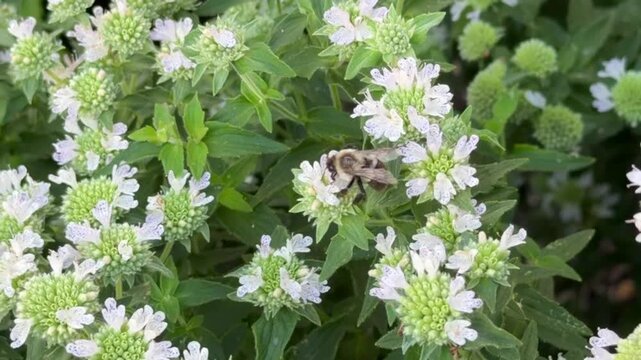 Video of a Bumble Bee feeding itself by visiting various plants.