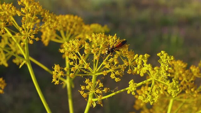 Akitschkan Ferula (Ferula akitschkensis) with an Ichneumon Wasp (Alomya sp.) Feeding on Yellow Umbels