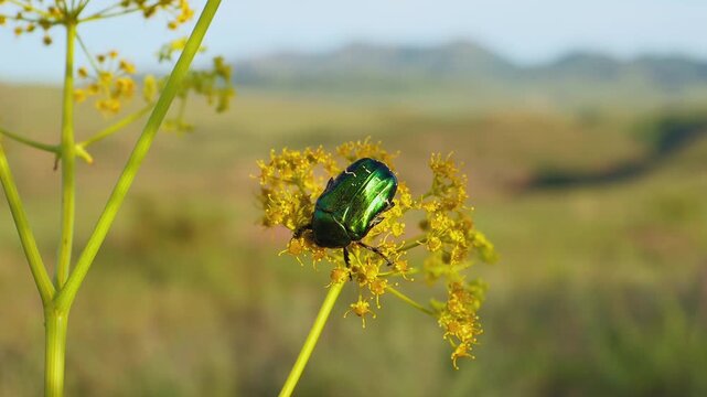 Green Rose Chafer (Cetonia aurata) Feeding on Akitschkan Ferula (Ferula akitschkensis) Flowers